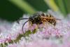 238448 – Photo : Pierre Duhem – France (73)
