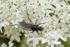238491 – Photo : Pierre Duhem – France (73)