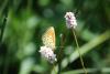 238007 – Photo : Limenitis78 – France (66)