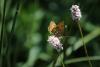 238006 – Photo : Limenitis78 – France (66)