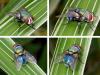 238785 – Photo : Didier Levasseur – Thaïlande