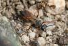 238438 – Photo : Romain Deschamps – France (03)