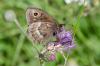 238352 – Photo : Fabricius – France (04)