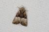 238991 – Photo : Fabricius – France (13)