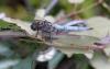 238234 – Photo : Stephane FERNANDES – France (73)