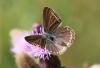 238248 – Photo : Stephane FERNANDES – France (74)