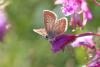 238310 – Photo : Stephane FERNANDES – France (74)