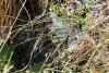 238688 – Photo : Jean Ygnard – France (05)