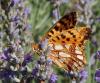 238526 – Photo : Catherine Reymonet-Smitten – France (19)