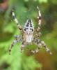 238775 – Photo : Catherine Reymonet-Smitten – France (31)