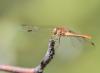Sympetrum meridionale