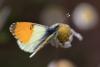 238818 – Photo : Nicolas Helitas – Grèce
