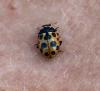 238639 – Photo : Franck Buron – France (74)