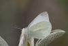 238847 – Photo : Nicolas Helitas – Grèce
