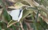 238848 – Photo : Nicolas Helitas – Grèce