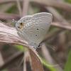 238346 – Photo : Norbert Verneau – Mayotte