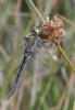 238864 – Photo : pierre juliand – France (07)