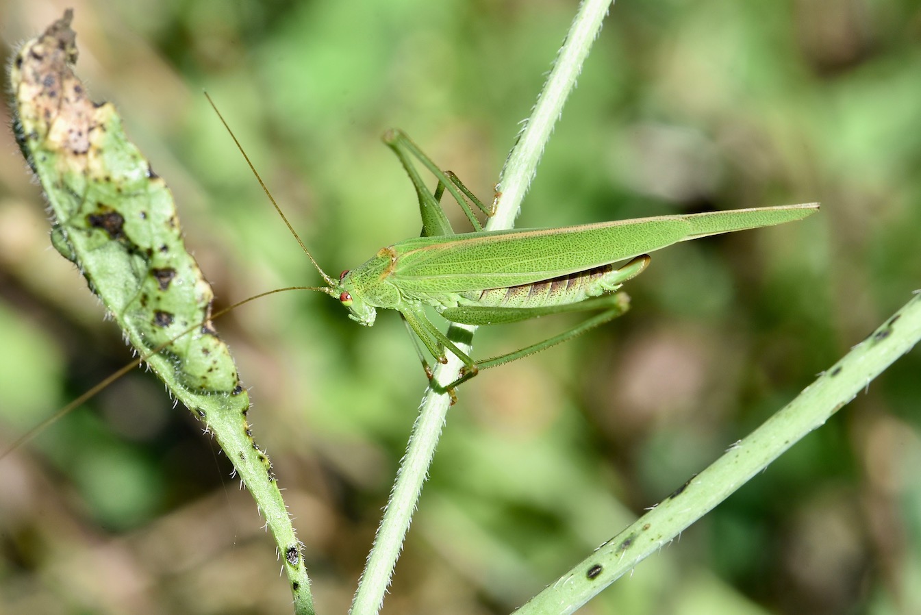 Michel Mathieu - Phaneroptera falcata - réf. 238365 (1345 x 898 pixels, 207 ko)