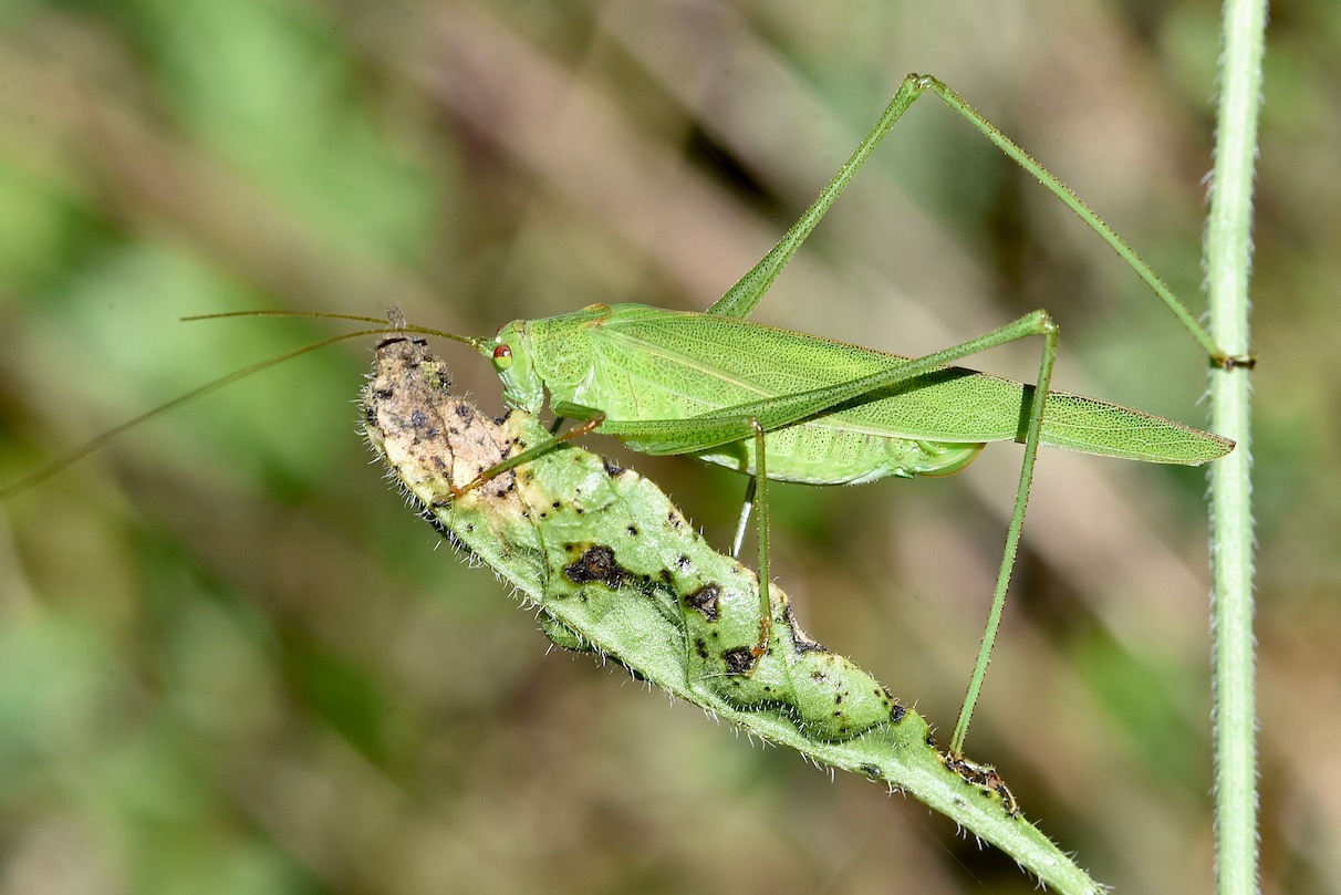 Michel Mathieu - Phaneroptera falcata - réf. 238698 (1212 x 809 pixels, 198 ko)