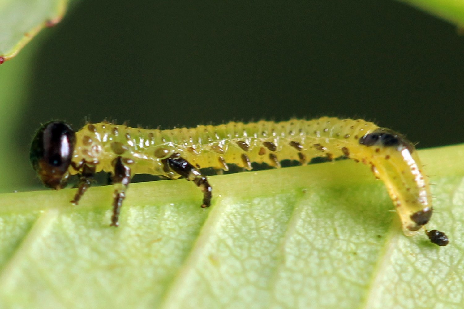 Réf. 238281 — INSECTA > Hymenoptera > Chalcididae > Conura xanthostigma ...