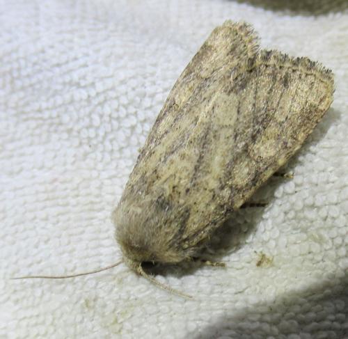 Réf. 239 752 : Luperina testacea