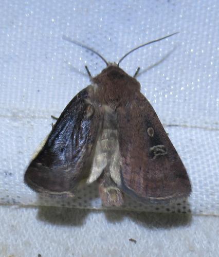 Xestia xanthographa