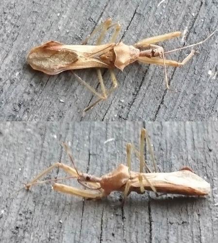 Nagusta goedelii