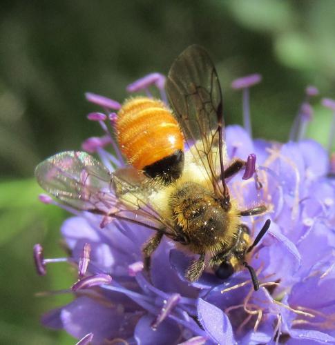 Réf. 239 673 : Andrena marginata
