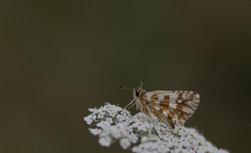 Pyrgus sp.