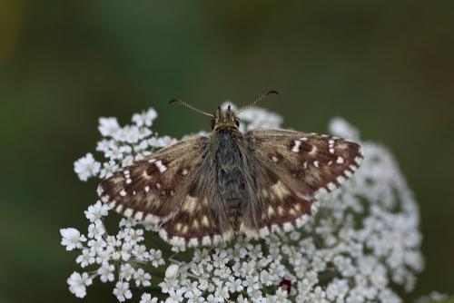 Réf. 239 430 : Pyrgus sp.