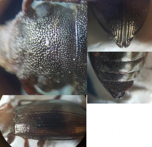 Réf. 239 250 : Stenomax aeneus