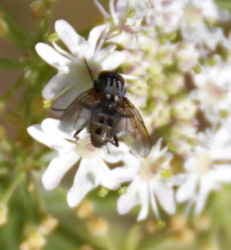 Réf. 239 909 : Helina evecta