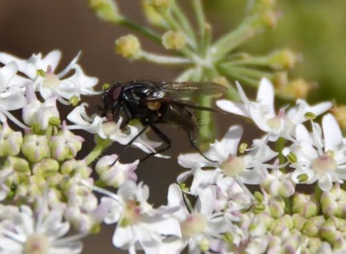 Réf. 239 910 : Helina evecta