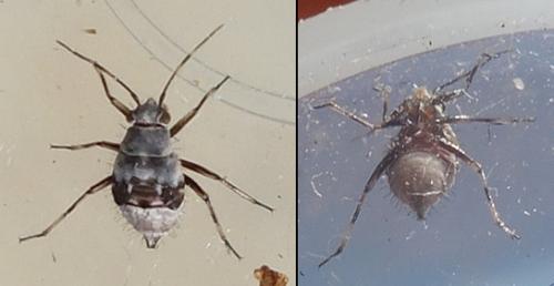 Réf. 239 180 : Deraeocoris serenus