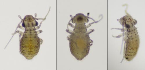 Cerobasis guestfalica