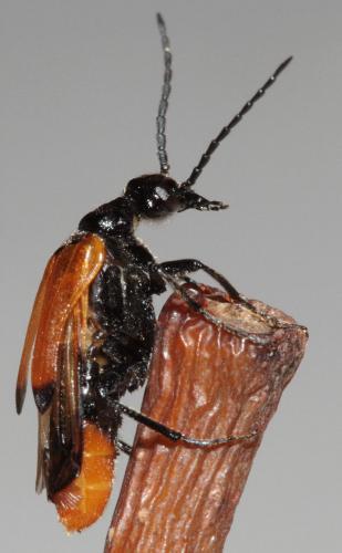 Réf. 239 113 : Stenoria analis