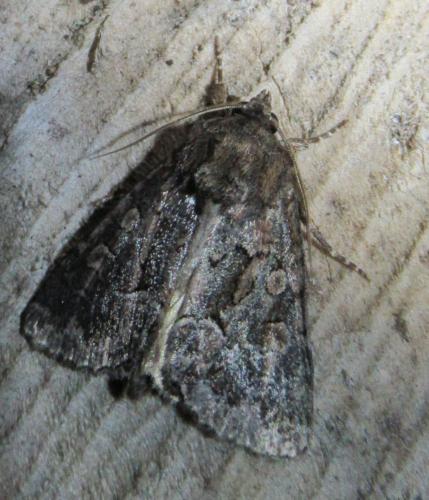 Réf. 239 179 : Thalpophila matura