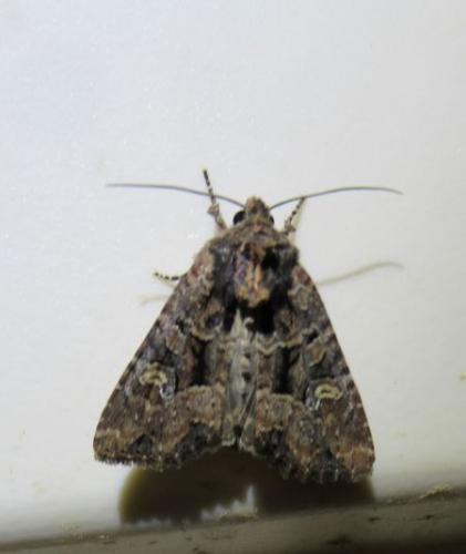 Réf. 239 374 : Mesapamea sp.