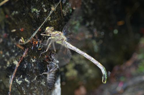 Onychogomphus uncatus