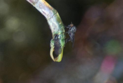 Réf. 239 936 : Onychogomphus uncatus