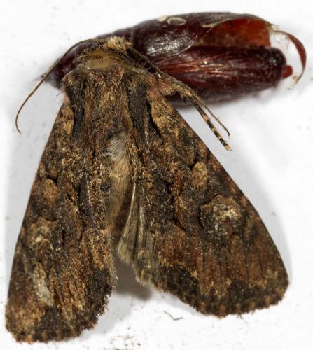 Réf. 239 428 : Mniotype solieri