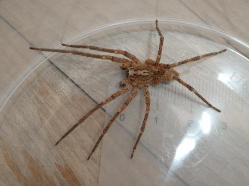 Zoropsis spinimana