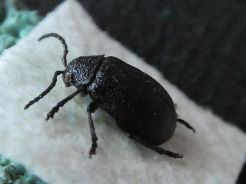 Réf. 239 987 : Galeruca sp.