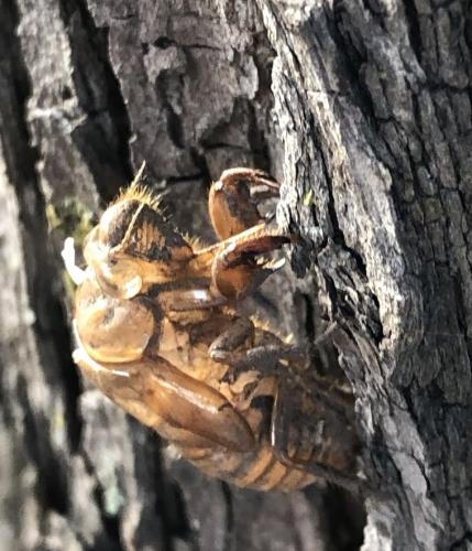 Cicadinae