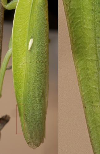 Réf. 239 655 : Hierodula patellifera