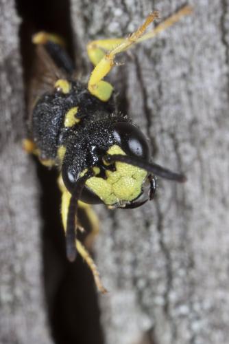 Cerceris rybyensis