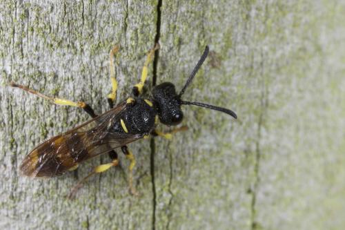 Cerceris rybyensis