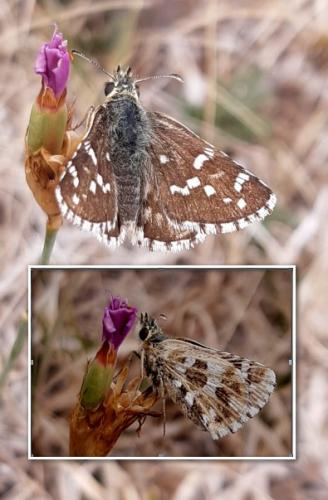 Réf. 239 658 : Pyrgus cirsii