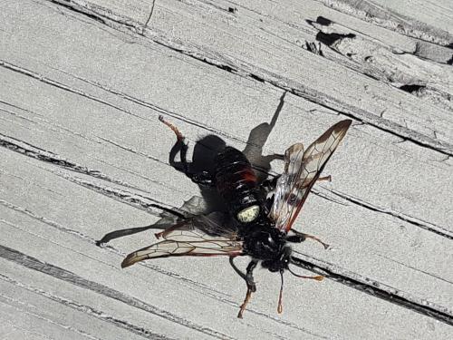 Cimbex femoratus