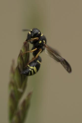 Odynerus sp.